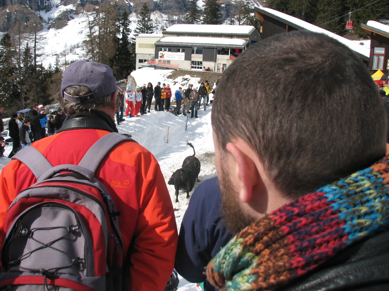 Juozas Laivys is watching alpine cow fight